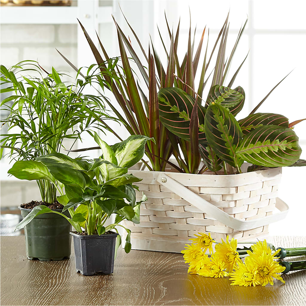 Florist Designed Blooming and Green Plants in a Basket – COUNTRY HEARTH FLOWER & GIFT SHOP, East Berlin PA