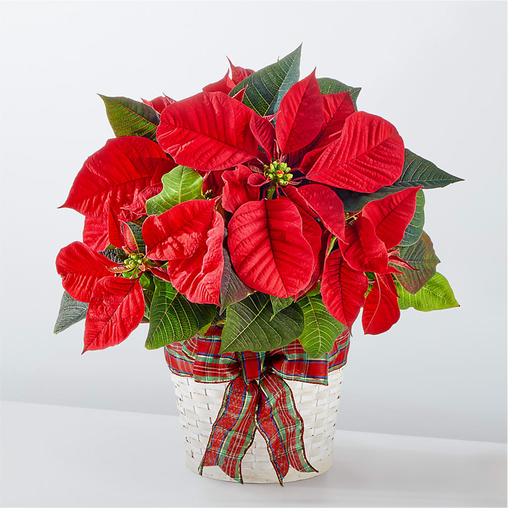Happiest Holidays Poinsettia – COUNTRY HEARTH FLOWER & GIFT SHOP, East Berlin PA
