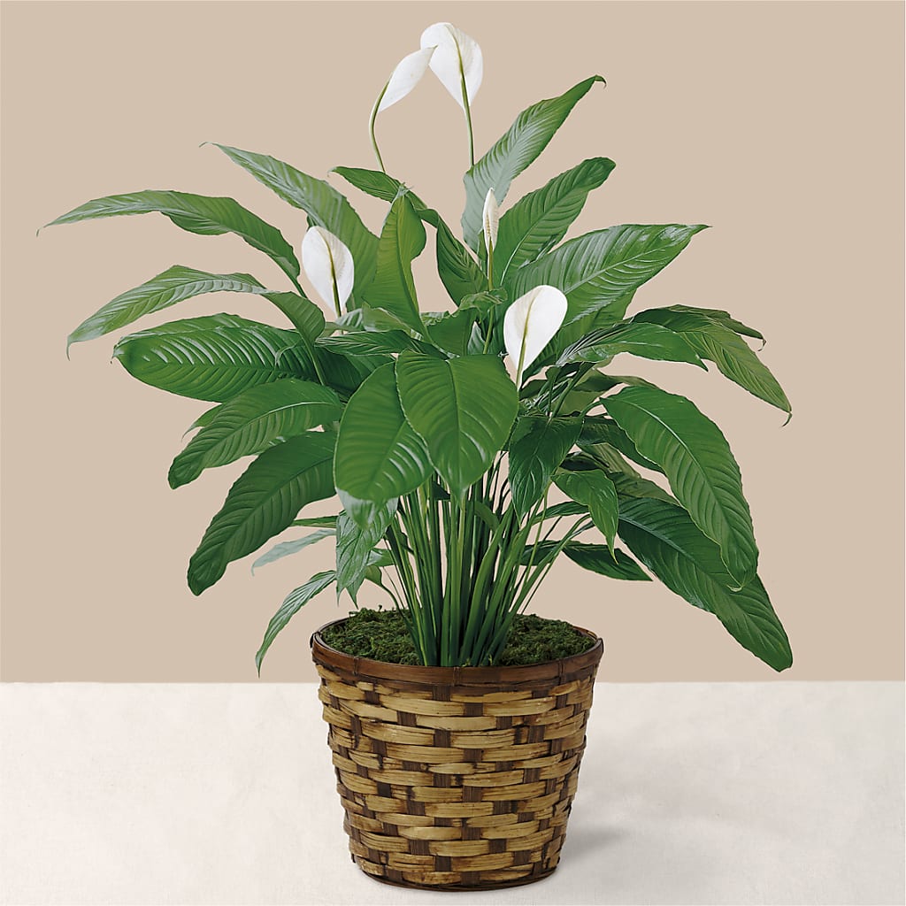 Tranquil Moments Peace Lily Plant – COUNTRY HEARTH FLOWER & GIFT SHOP, East Berlin PA