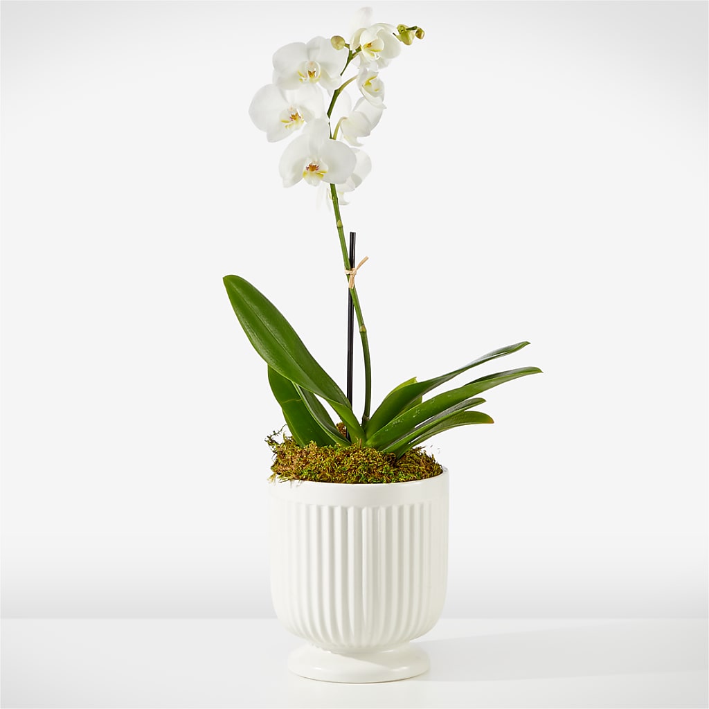 Whispering White Orchid – COUNTRY HEARTH FLOWER & GIFT SHOP, East Berlin PA
