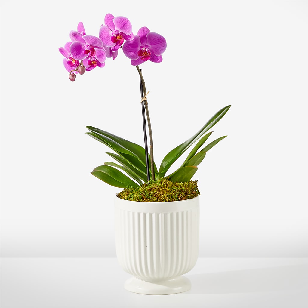 Friendly Fuchsia Orchid – COUNTRY HEARTH FLOWER & GIFT SHOP, East Berlin PA