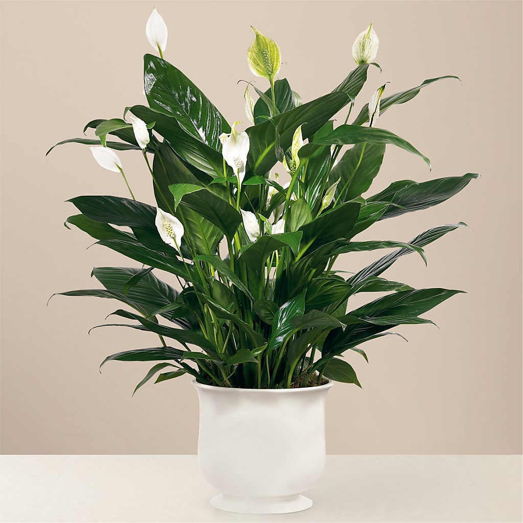 Comfort Planter – COUNTRY HEARTH FLOWER & GIFT SHOP, East Berlin PA