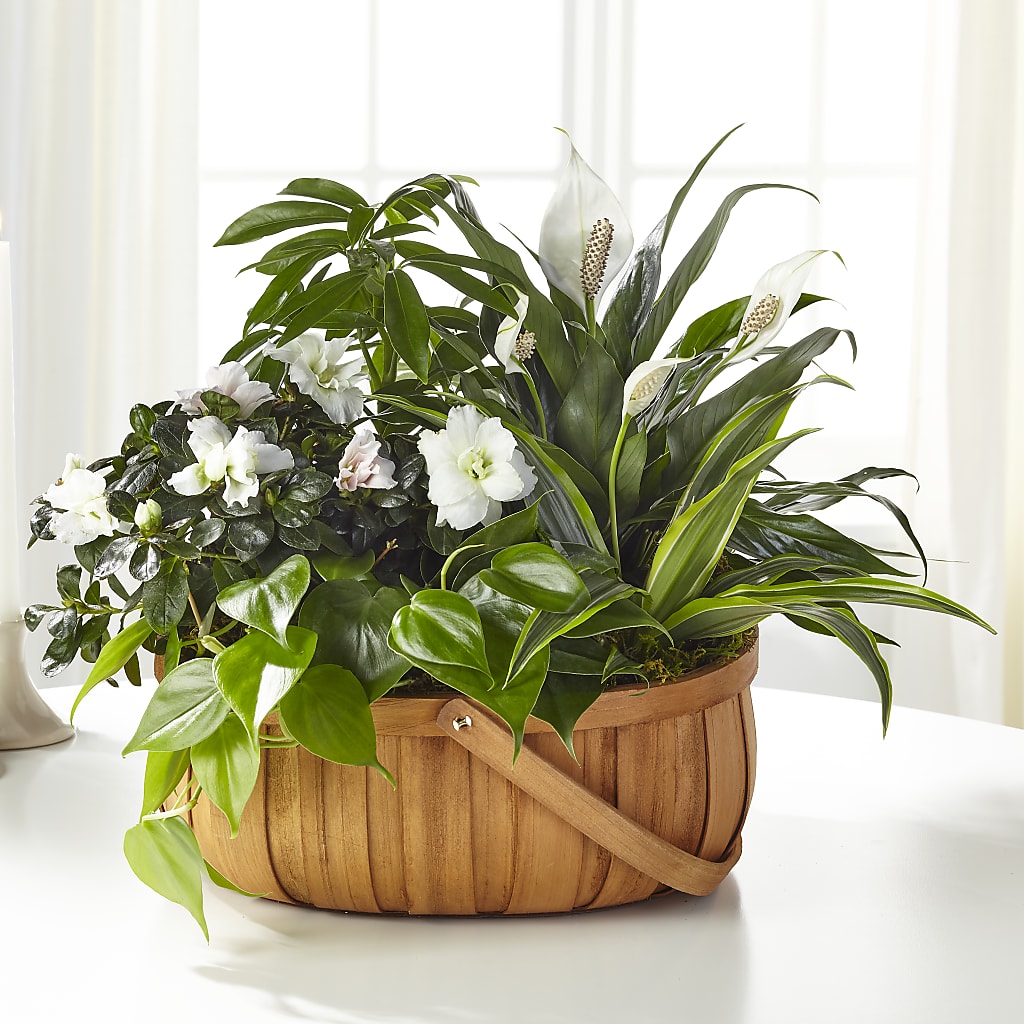 Serene Dishgarden – COUNTRY HEARTH FLOWER & GIFT SHOP, East Berlin PA