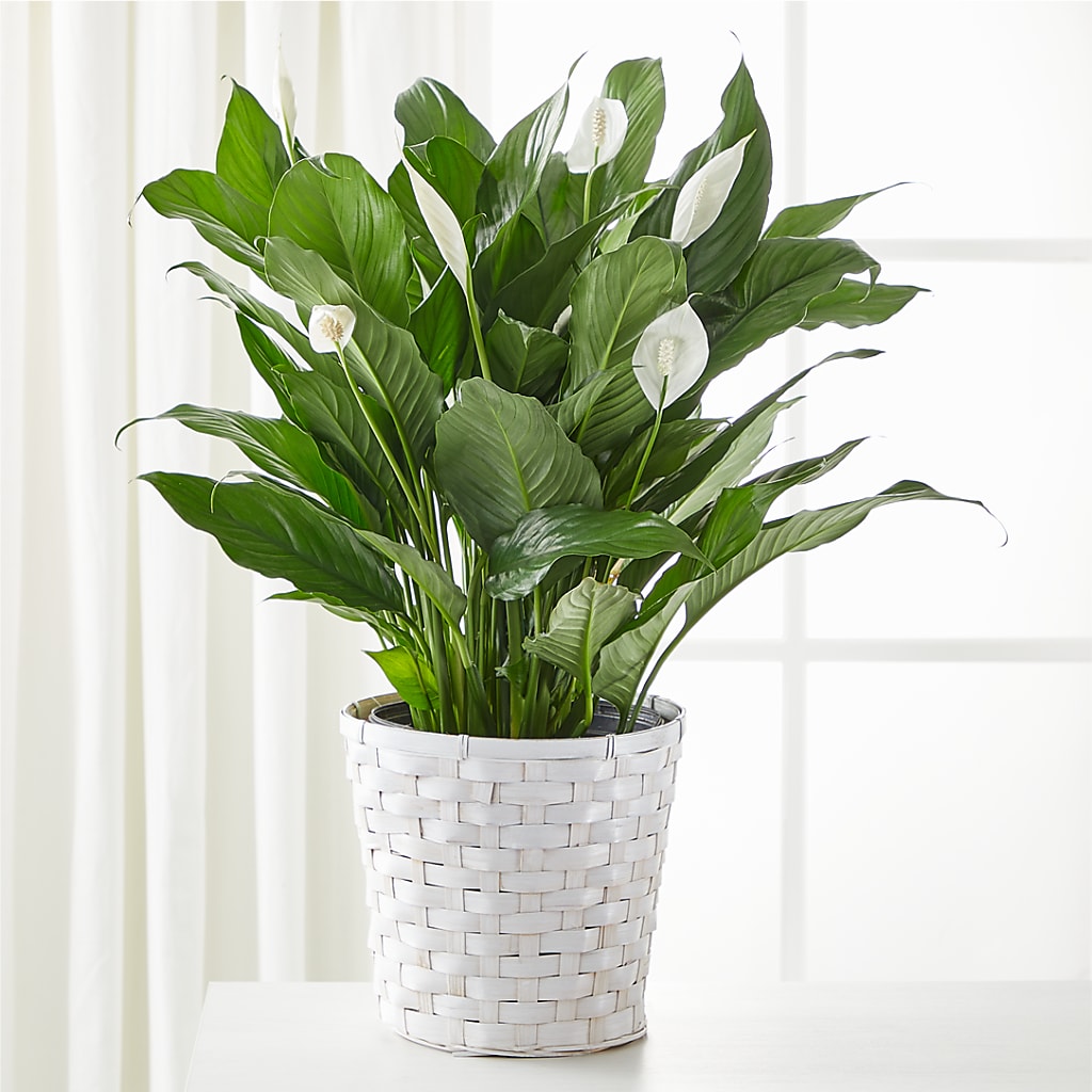 A New Leaf Peace Lily – COUNTRY HEARTH FLOWER & GIFT SHOP, East Berlin PA