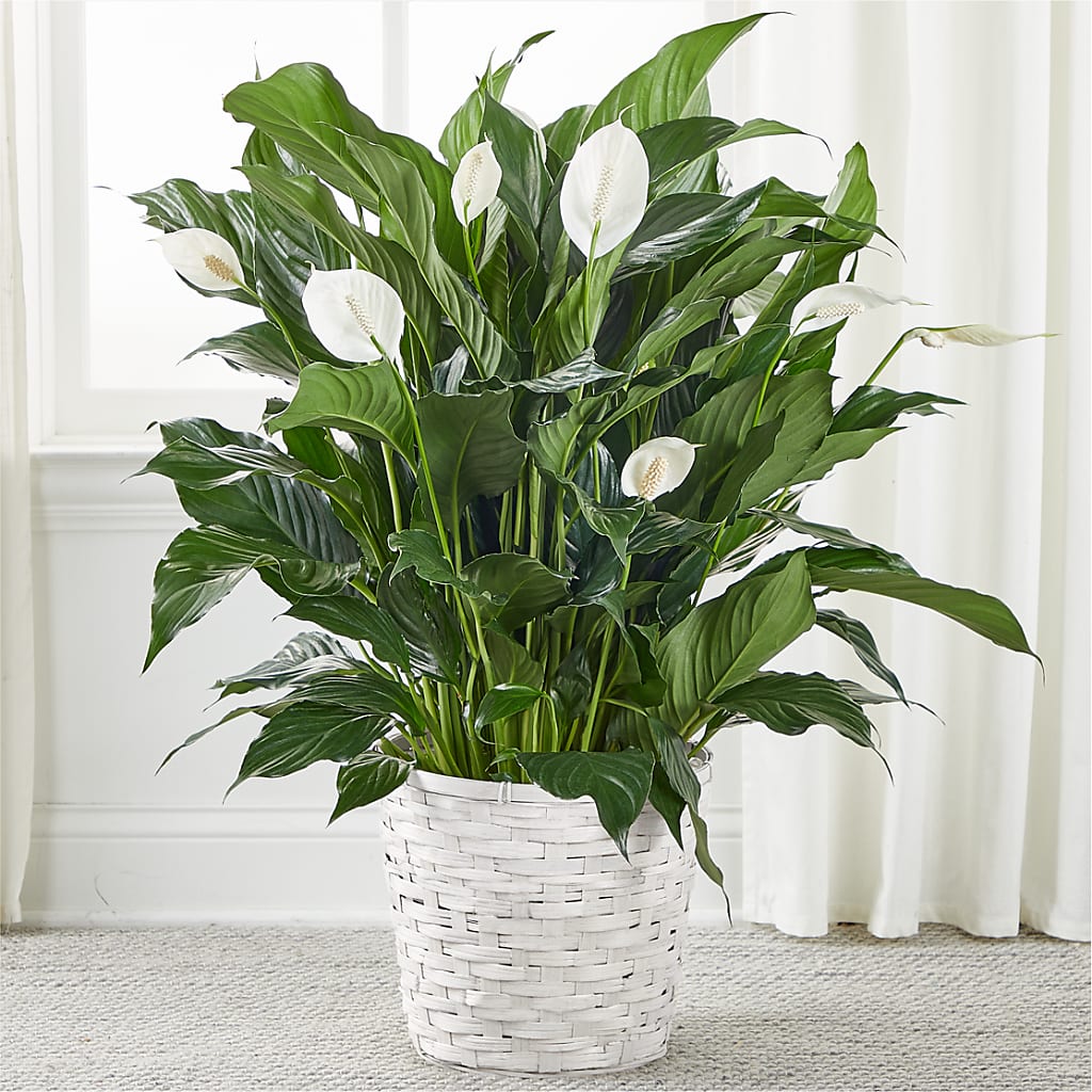 A New Leaf Peace Lily – COUNTRY HEARTH FLOWER & GIFT SHOP, East Berlin PA