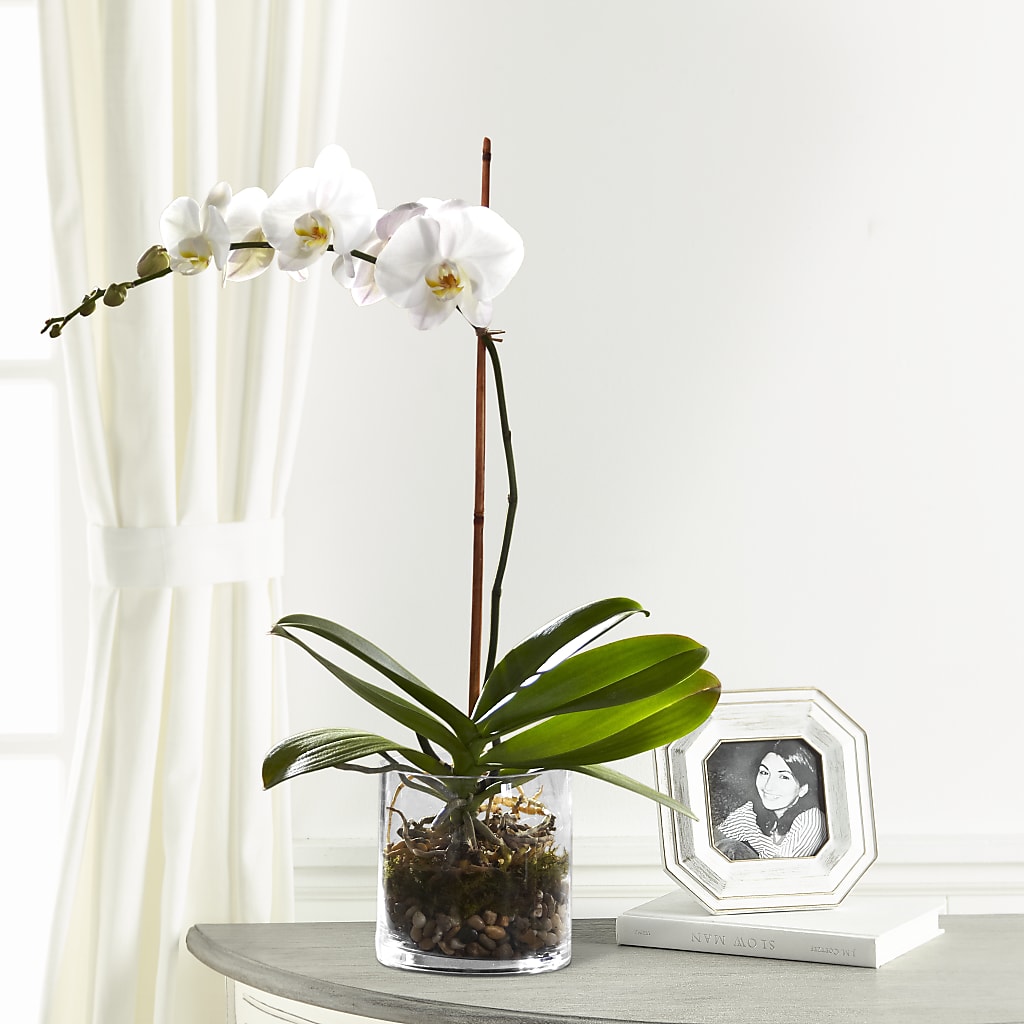 White Orchid Planter – COUNTRY HEARTH FLOWER & GIFT SHOP, East Berlin PA