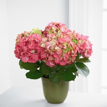 Pink Hydrangea Planter – COUNTRY HEARTH FLOWER & GIFT SHOP, East Berlin PA