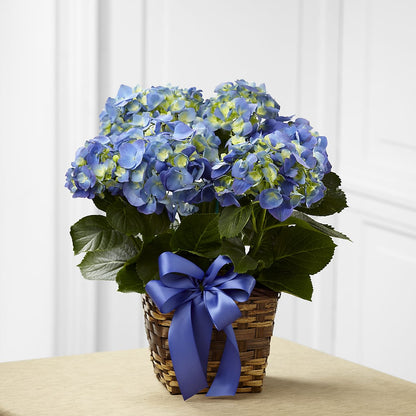 Blue Hydrangea Planter – COUNTRY HEARTH FLOWER & GIFT SHOP, East Berlin PA