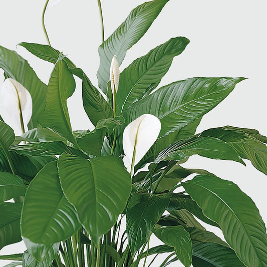 Tranquil Moments Peace Lily Plant – COUNTRY HEARTH FLOWER & GIFT SHOP, East Berlin PA