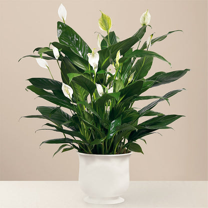 Comfort Planter – COUNTRY HEARTH FLOWER & GIFT SHOP, East Berlin PA