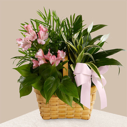 Living Spirit Dishgarden – COUNTRY HEARTH FLOWER & GIFT SHOP, East Berlin PA