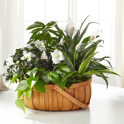 Serene Dishgarden – COUNTRY HEARTH FLOWER & GIFT SHOP, East Berlin PA