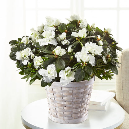 White Azalea Plant – COUNTRY HEARTH FLOWER & GIFT SHOP, East Berlin PA