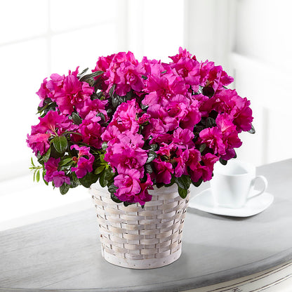 Hope & Serenity Azalea Plant – COUNTRY HEARTH FLOWER & GIFT SHOP, East Berlin PA