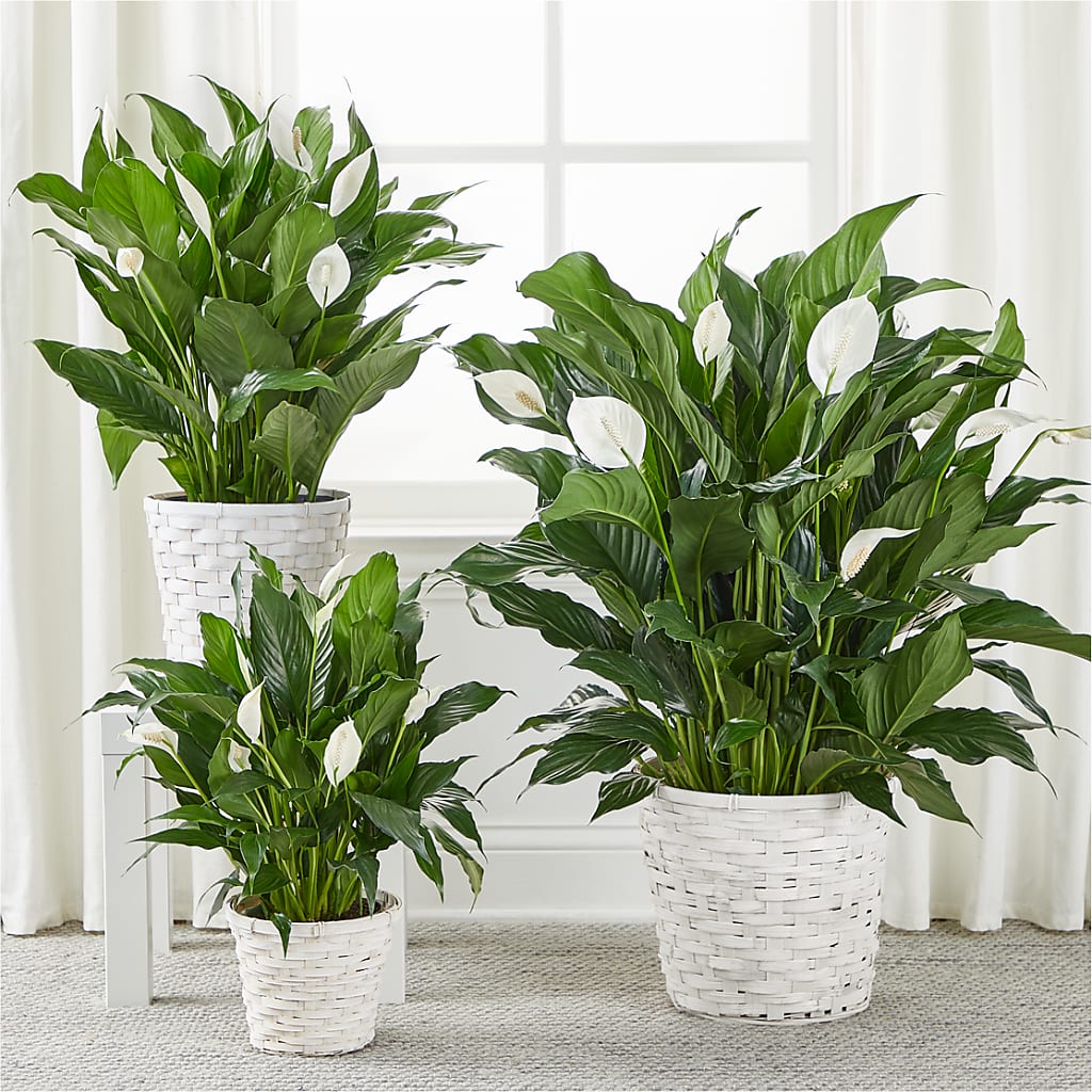 A New Leaf Peace Lily – COUNTRY HEARTH FLOWER & GIFT SHOP, East Berlin PA