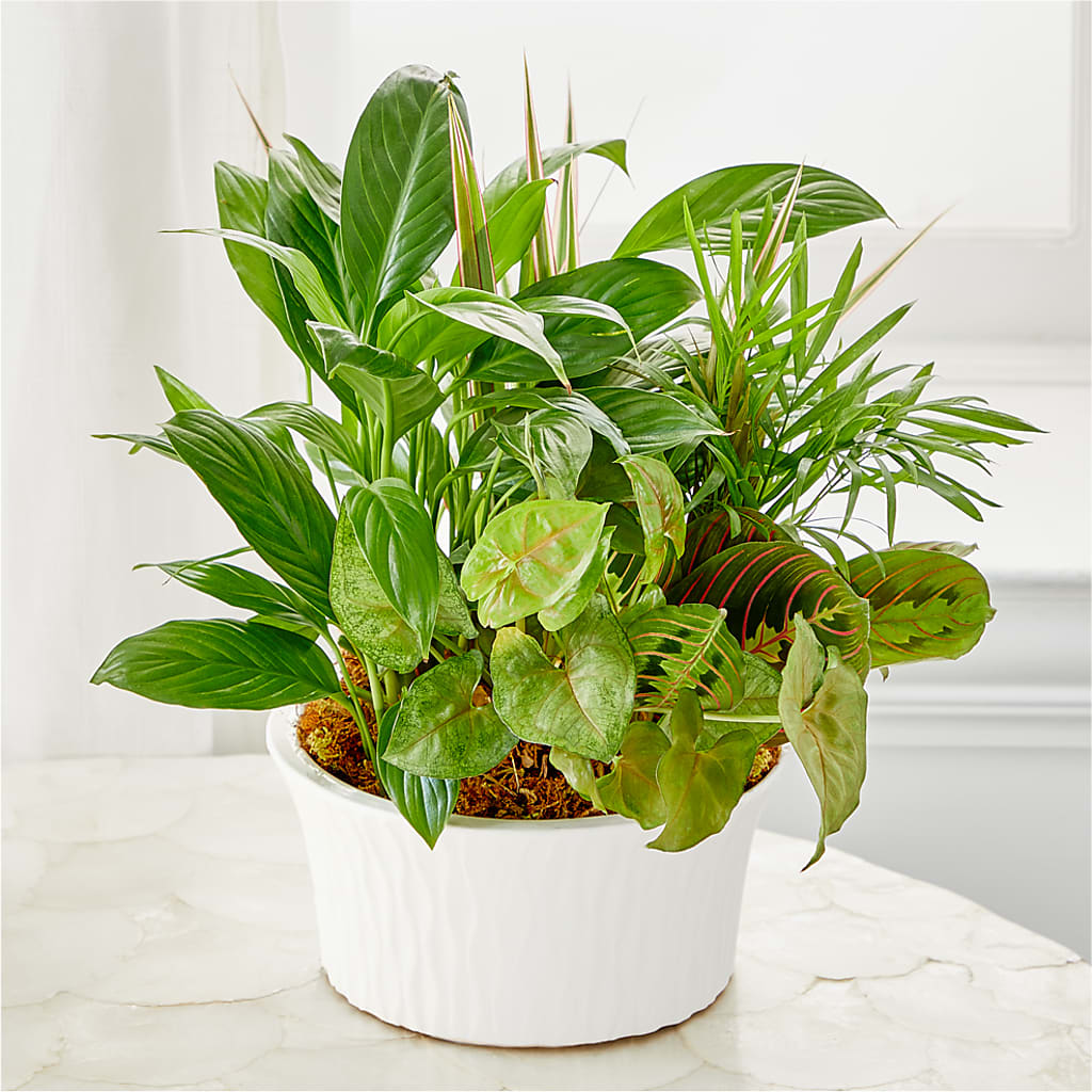 Balance & Harmony Dishgarden – COUNTRY HEARTH FLOWER & GIFT SHOP, East Berlin PA