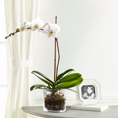 White Orchid Planter – COUNTRY HEARTH FLOWER & GIFT SHOP, East Berlin PA